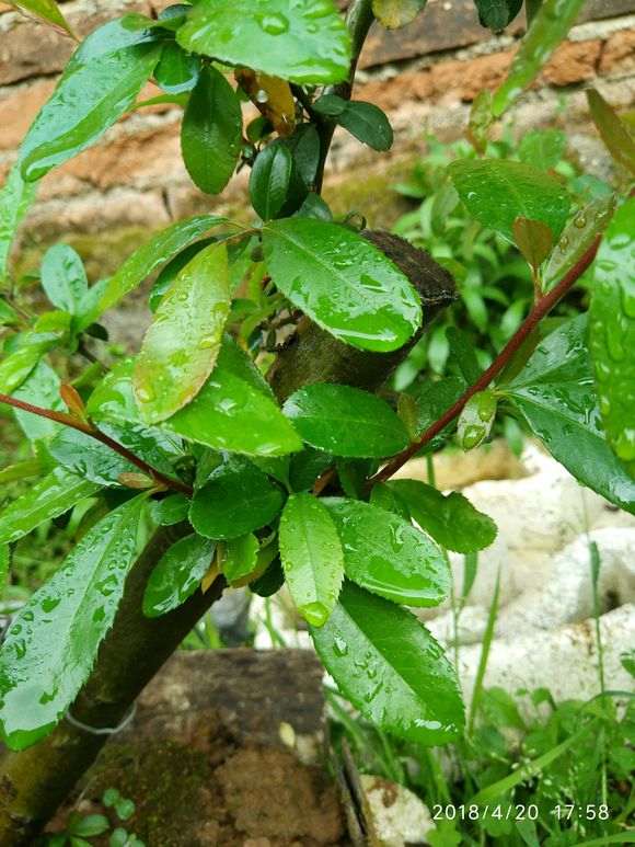 老师 这是什么品种火棘下山桩 图片