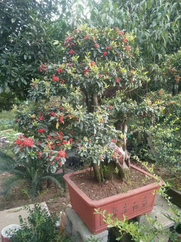 为什么火棘下山桩成熟时间是气候的问题