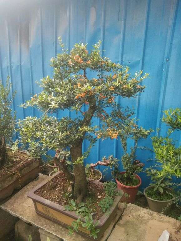 为什么火棘下山桩成熟时间是气候的问题