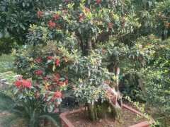 为什么火棘下山桩成熟时间是气候的问题