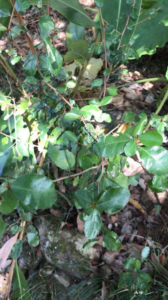 为什么火棘下山桩有刺 是不是真的 图片