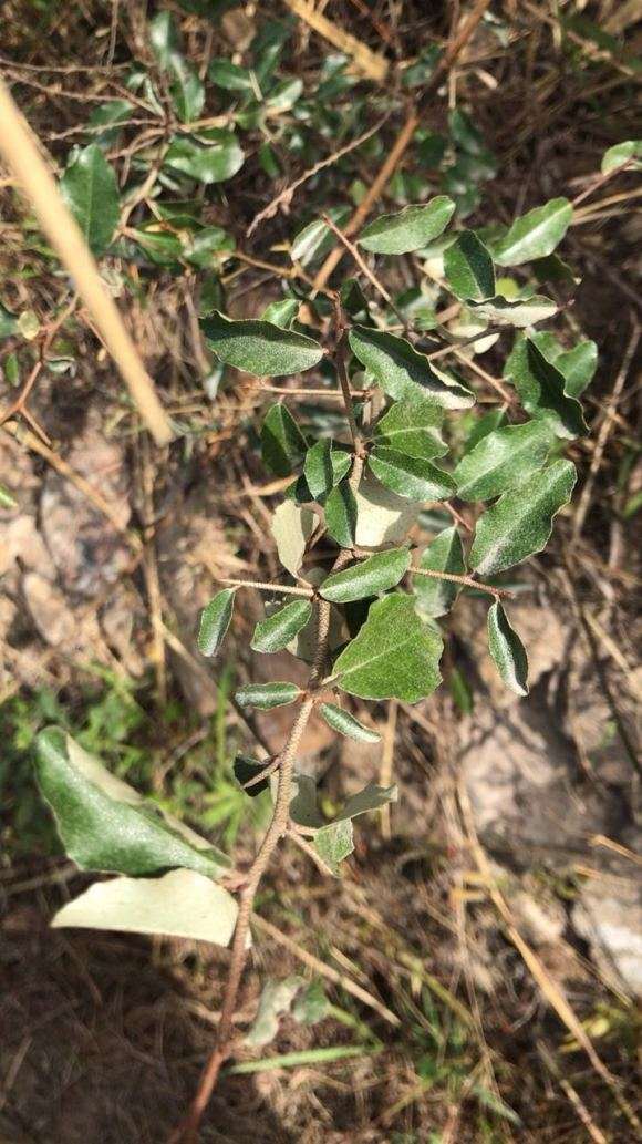 为什么火棘下山桩有刺 是不是真的 图片