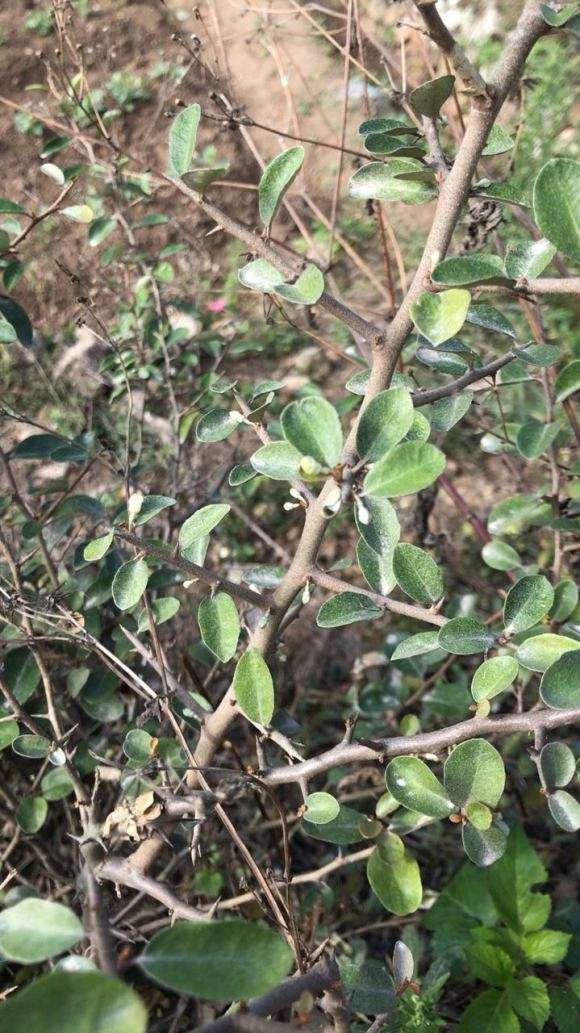 为什么火棘下山桩有刺 是不是真的 图片