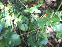 为什么火棘下山桩有刺 是不是真的 图片