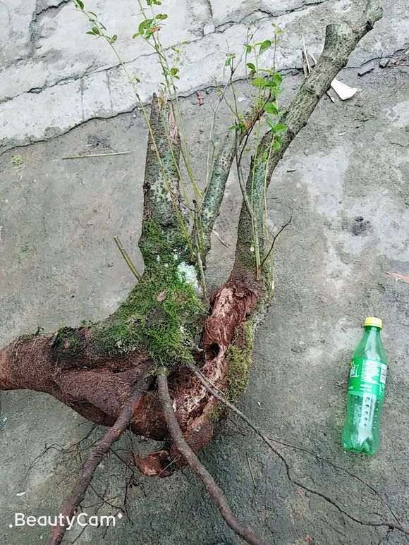 今天山上挖的大火棘下山桩 怎么样 图片