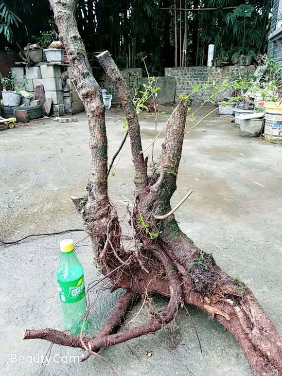 今天山上挖的大火棘下山桩 怎么样 图片