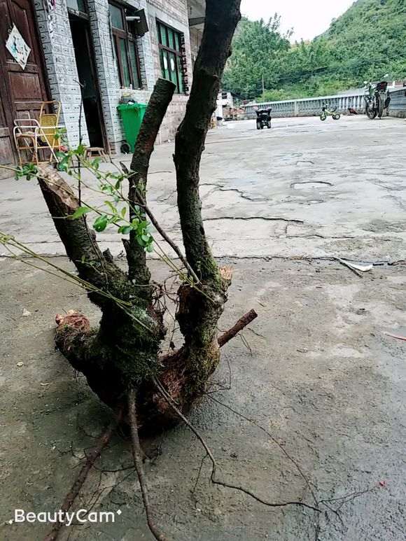 今天山上挖的大火棘下山桩 怎么样 图片