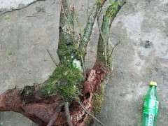 今天山上挖的大火棘下山桩 可以吗 图片