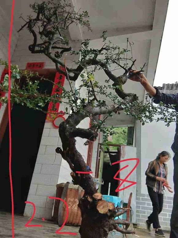 这棵火棘下山桩如何 300价格 可以吗