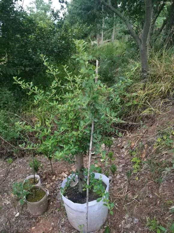 为什么火棘下山桩不怕太阳直晒 图片