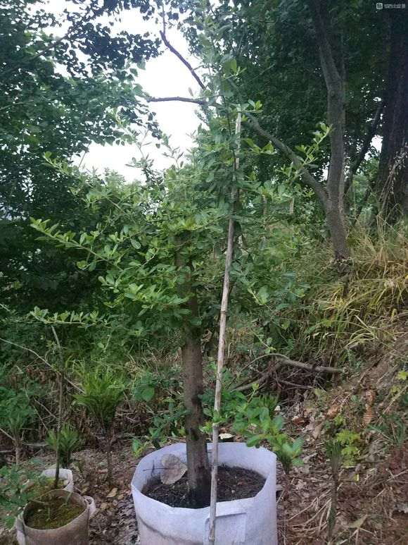 为什么火棘下山桩不怕太阳直晒 图片