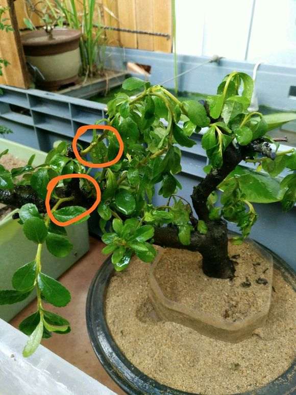 为什么火棘下山桩不怕太阳直晒 图片