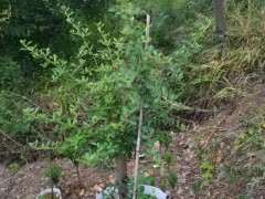 为什么火棘下山桩不怕太阳直晒 图片