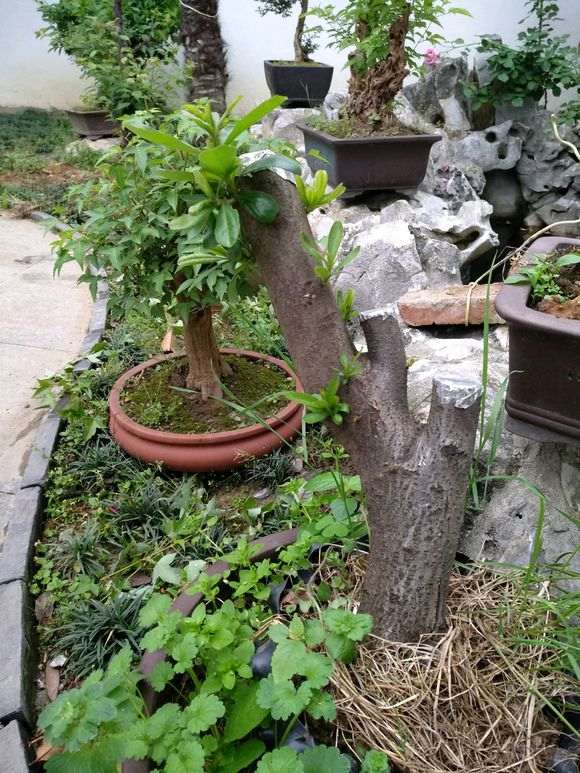 为什么火棘下山桩叶子这么大 图片