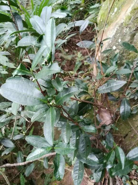 怎么让火棘下山桩长的快 有方法吗 图片