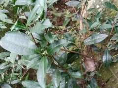 怎么让火棘下山桩长的快 有方法吗 图片