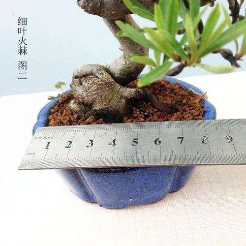 室内会影响火棘下山桩开花吗 图片