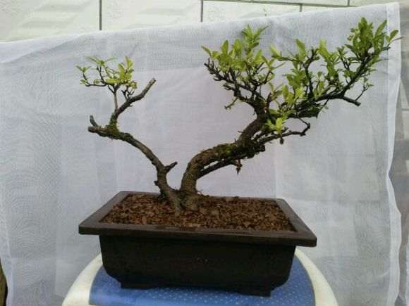 室内会影响火棘下山桩开花吗 图片