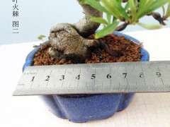 室内会影响火棘下山桩开花吗 图片