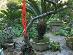 火棘下山桩小老桩枯萎了 怎么办 图片