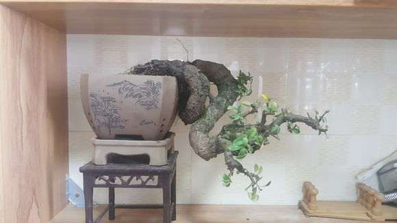 火棘下山桩换盆了 怎么样 好看 图片