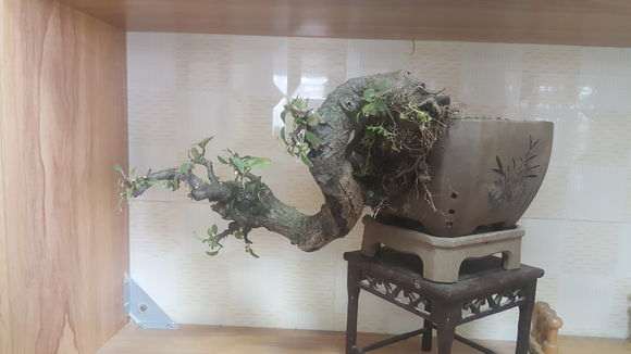 火棘下山桩换盆了 怎么样 好看 图片