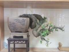 火棘下山桩换盆了 可以吗 好看 图片