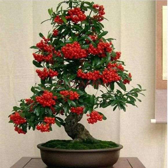 火棘下山桩夏天什么时候修枝 最好 图片