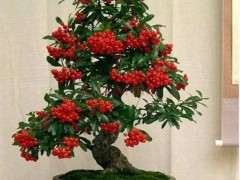 火棘下山桩夏天什么时候修枝 最好 图片