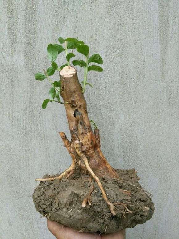 为什么火棘下山桩长这么多青苔 图片