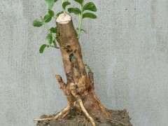 为什么火棘下山桩长这么多青苔 图片