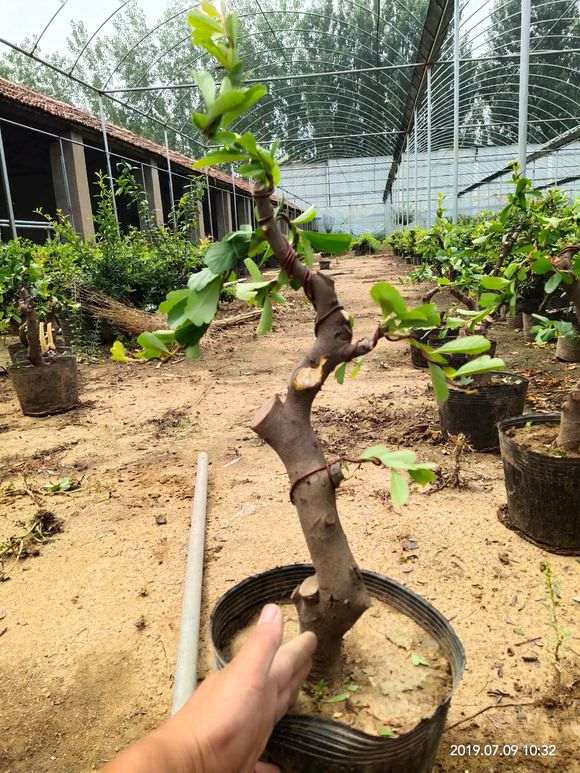 火棘下山桩的初步定型 怎么样 图片