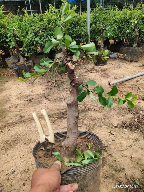 火棘下山桩的初步定型 怎么样 图片