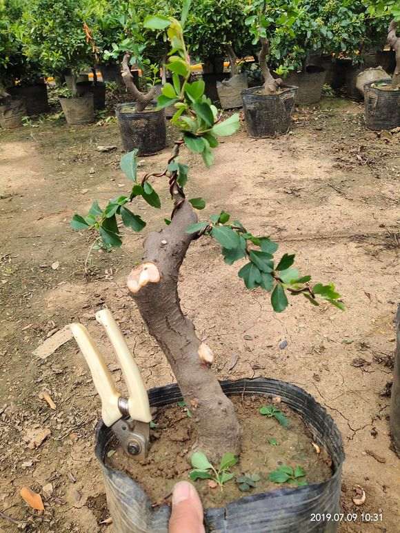 火棘下山桩的初步定型 怎么样 图片