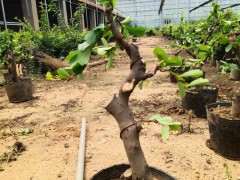 火棘下山桩的初步定型 可以吗 图片