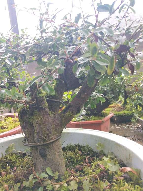 为什么火棘下山桩成活率 特别高 图片