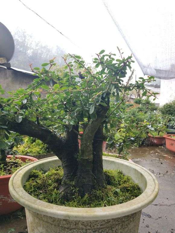 为什么火棘下山桩成活率 特别高 图片