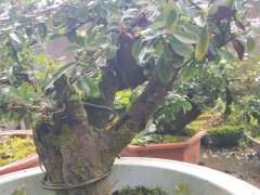 为什么火棘下山桩成活率 特别高 图片