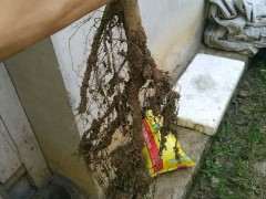 为什么火棘下山桩移栽时 要摘叶 图片