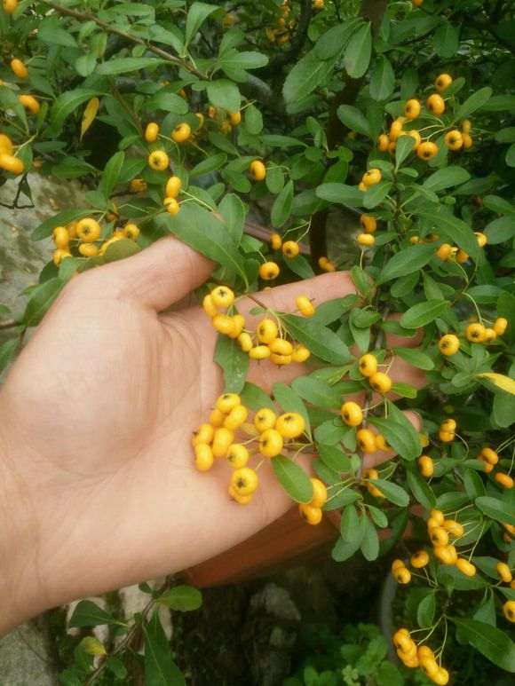 为什么火棘下山桩太难管理 图片