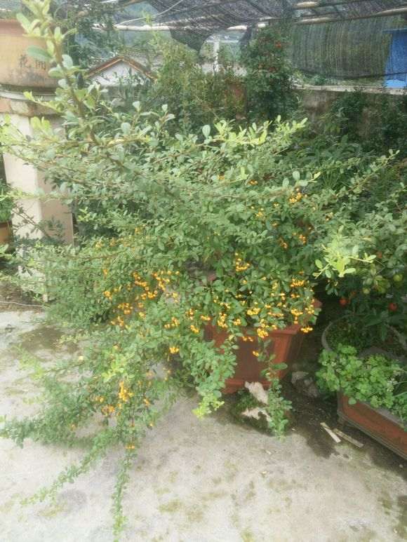 为什么火棘下山桩太难管理 图片