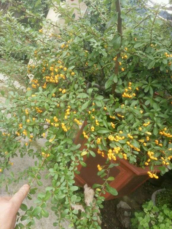 为什么火棘下山桩太难管理 图片