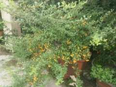 为什么火棘下山桩太难管理 图片