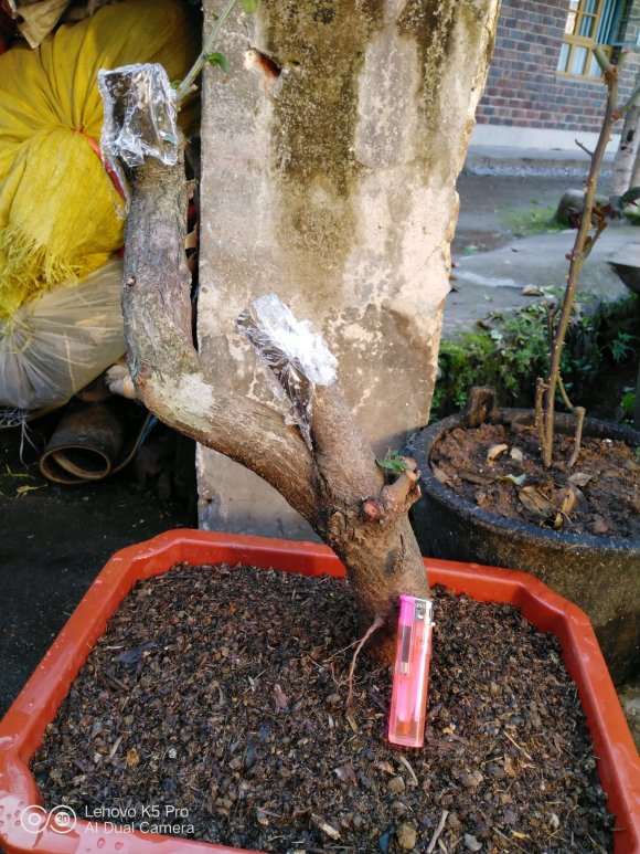 为什么湖南火棘下山桩多 图片