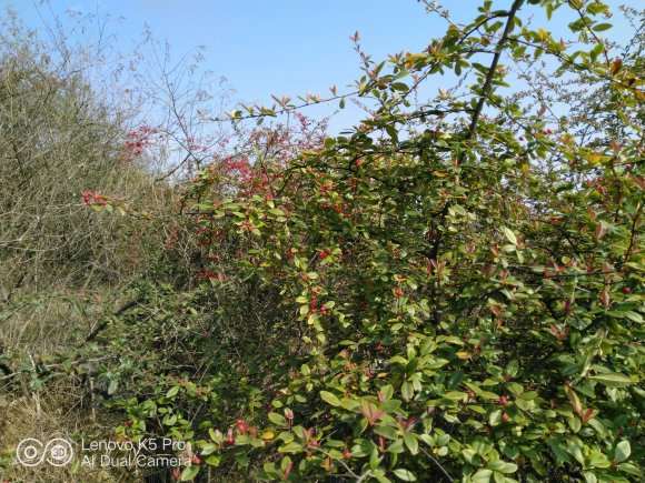 为什么湖南火棘下山桩多 图片