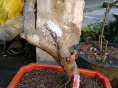 为什么湖南火棘下山桩多 图片