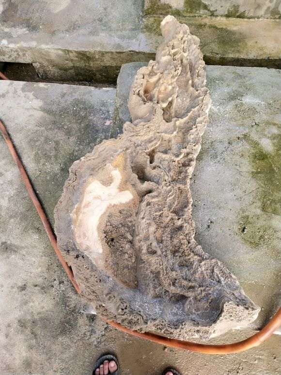 为什么火棘下山桩不适合浅盆 图片