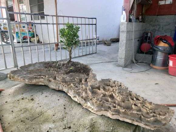 为什么火棘下山桩不适合浅盆 图片