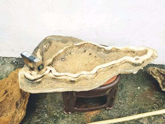 为什么火棘下山桩不适合浅盆 图片