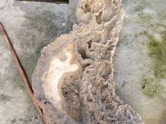 为什么火棘下山桩不适合浅盆 图片